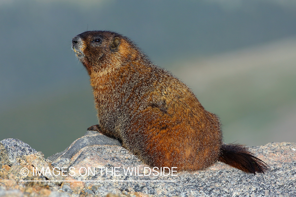 Yellow-bellied marmot in habitat.