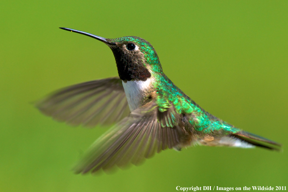 Broad-tailed hummingbird in habitat. 