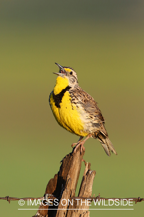 Western Meadowlark singing while perched on fence post. 