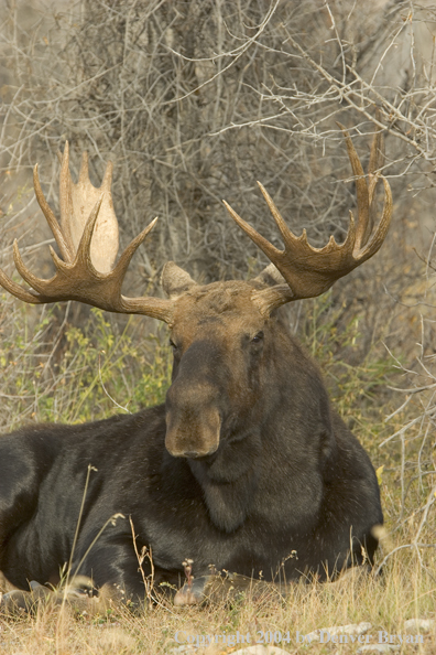 Shiras bull moose bedded down.