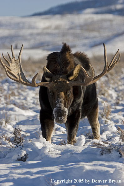 Shiras bull moose in habitat.