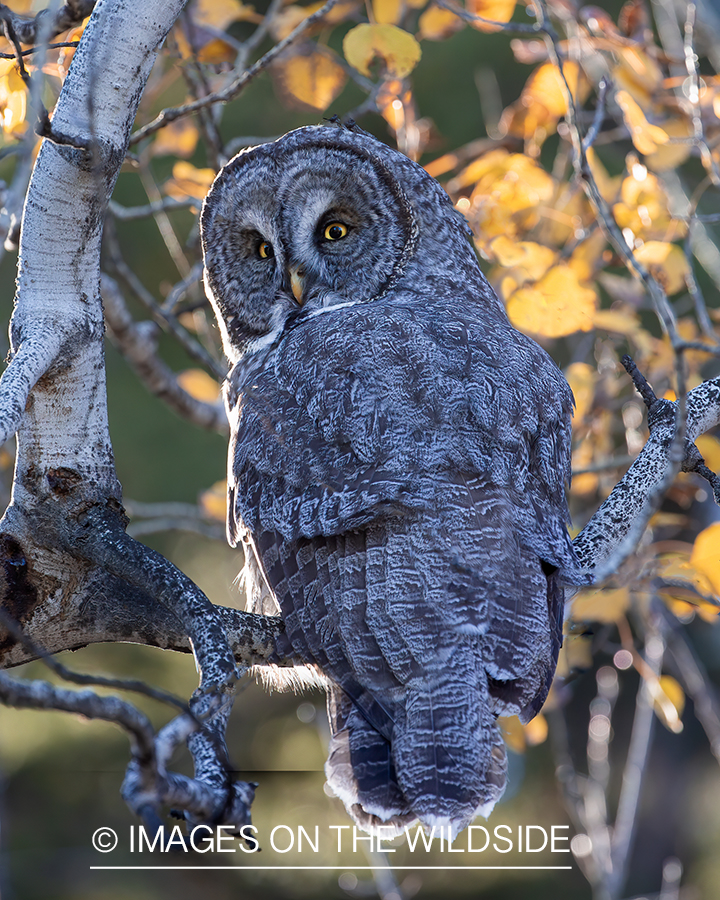 Great Grey Owl in habitat.