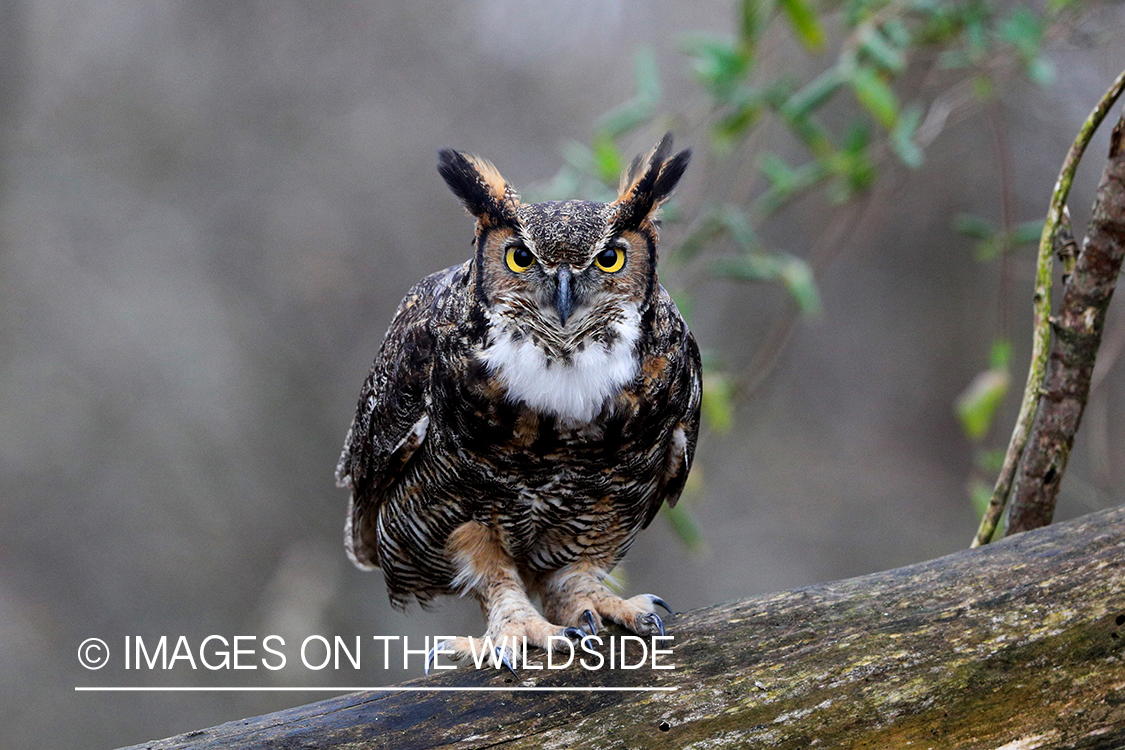 Great Horned Owl perched on tree.