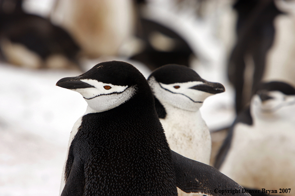 Chinstrap penguin in habitat