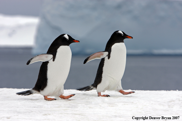 Gentoo Penguin in habitat