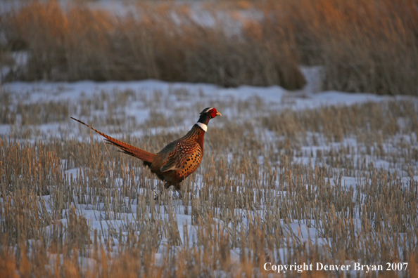 Ring-necked pheasant in habitat