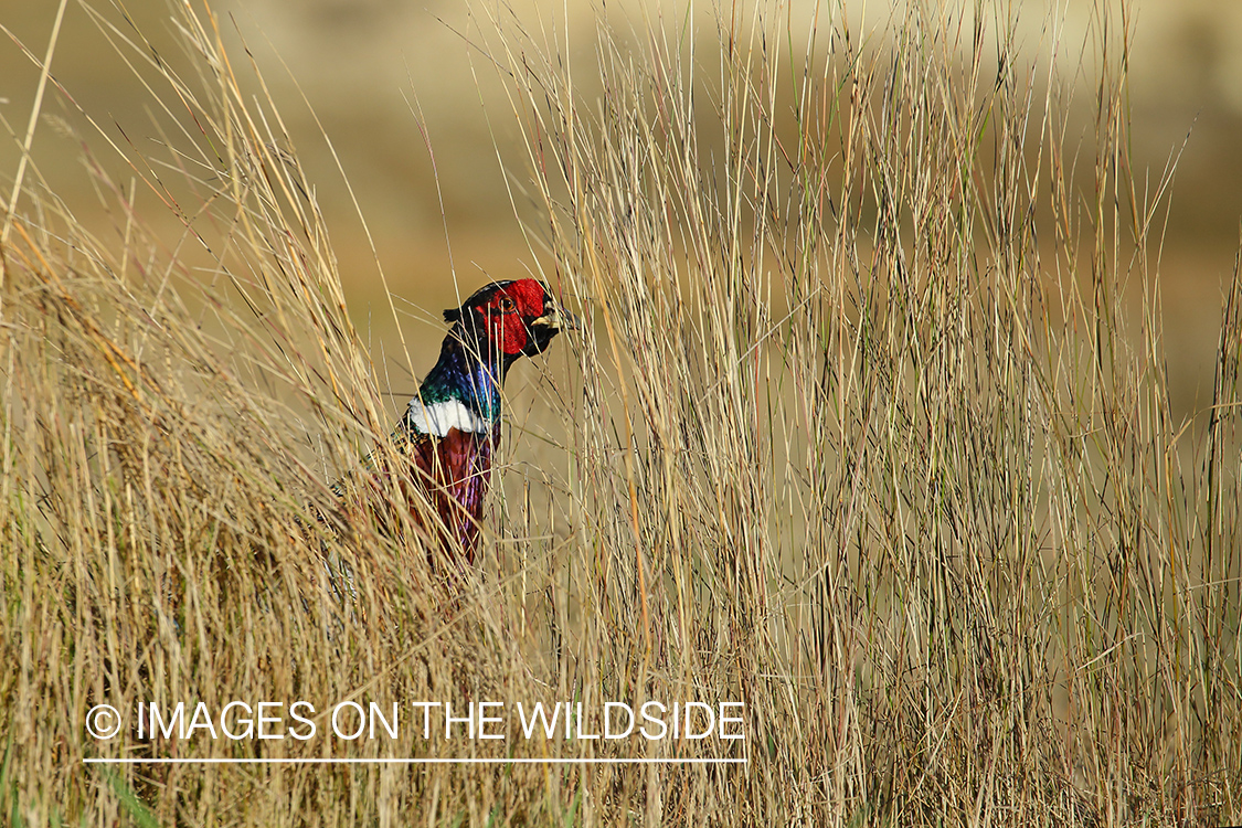 Ring-necked pheasant in habitat.