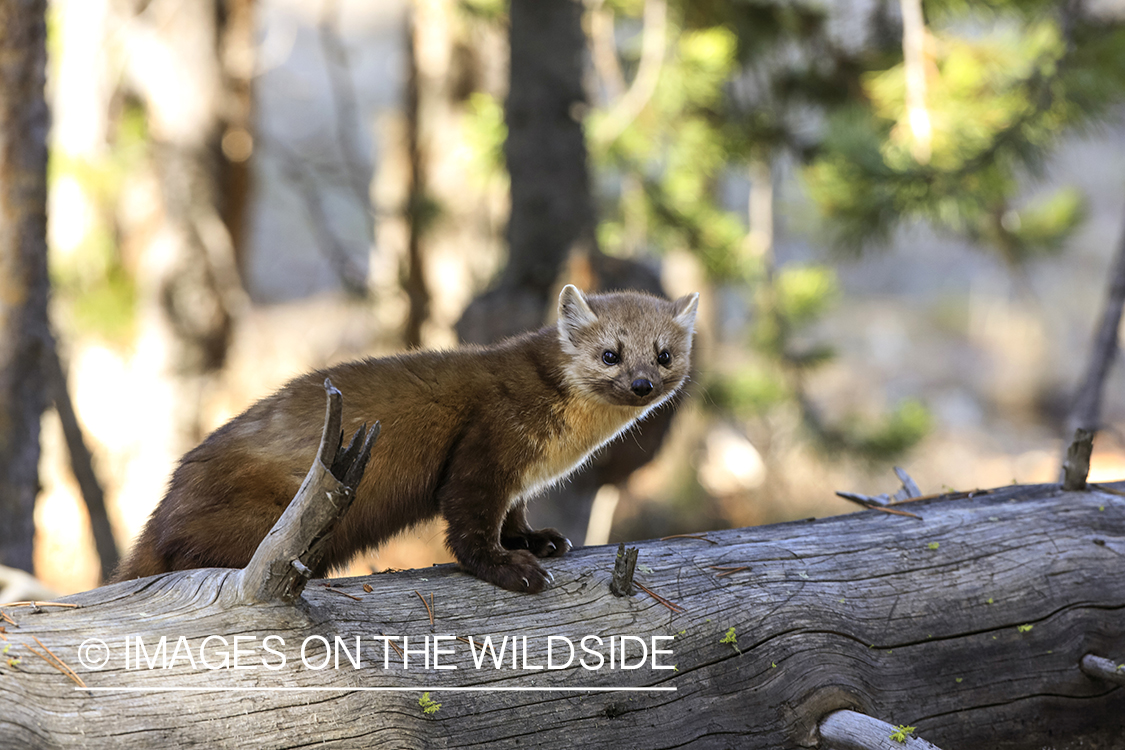 American Pine Marten in habitat.