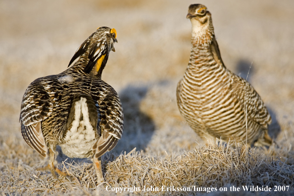 Greater Prairie Chickens in habitat.