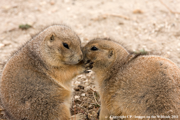 Prairie dogs in habitat. 