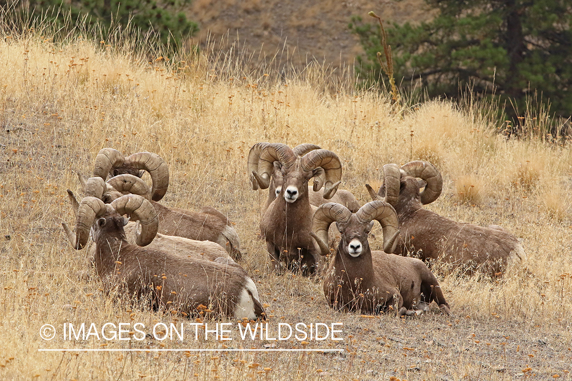 Group of Rocky Mountain Bighorn rams in field.