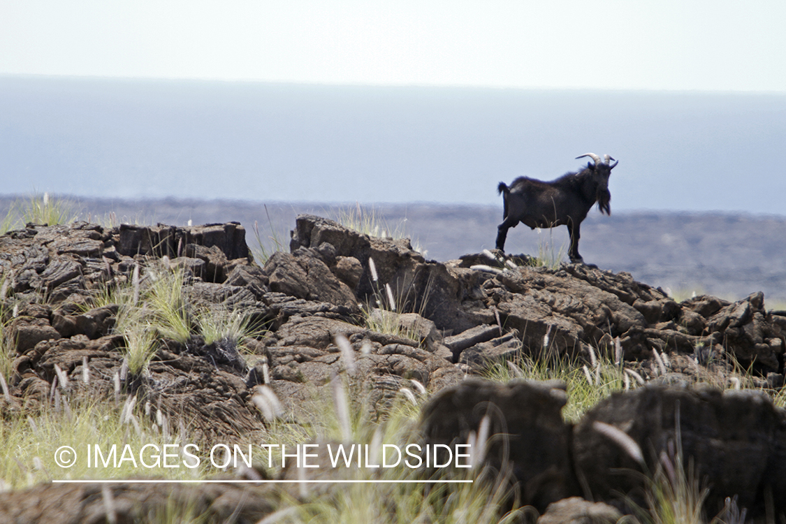 Hawaiian feral goat in habitat.