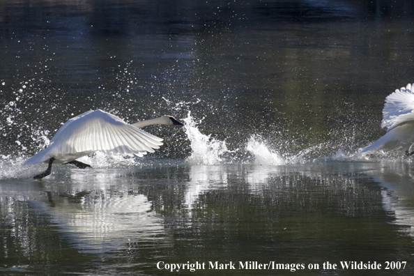 Trumpeter swans