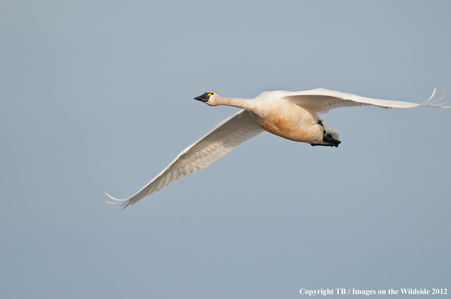 Whistling Swan in flight