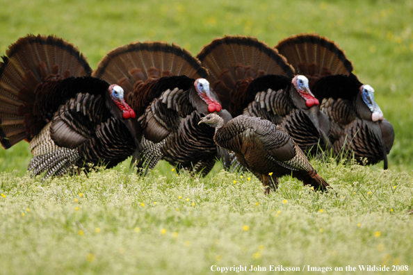 Eastern Wild Turkey toms with hen in foreground