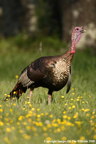 Eastern Wild Turkey in habitat