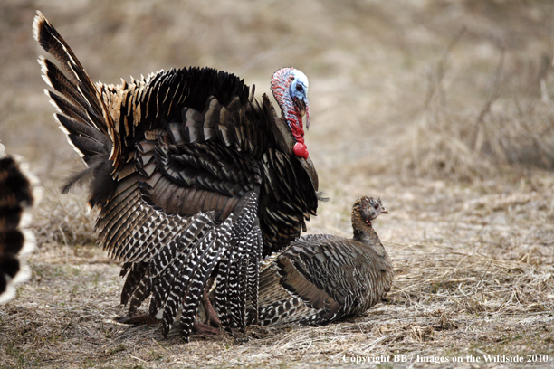 Tom (Merriam's) Turkey breeding Hen