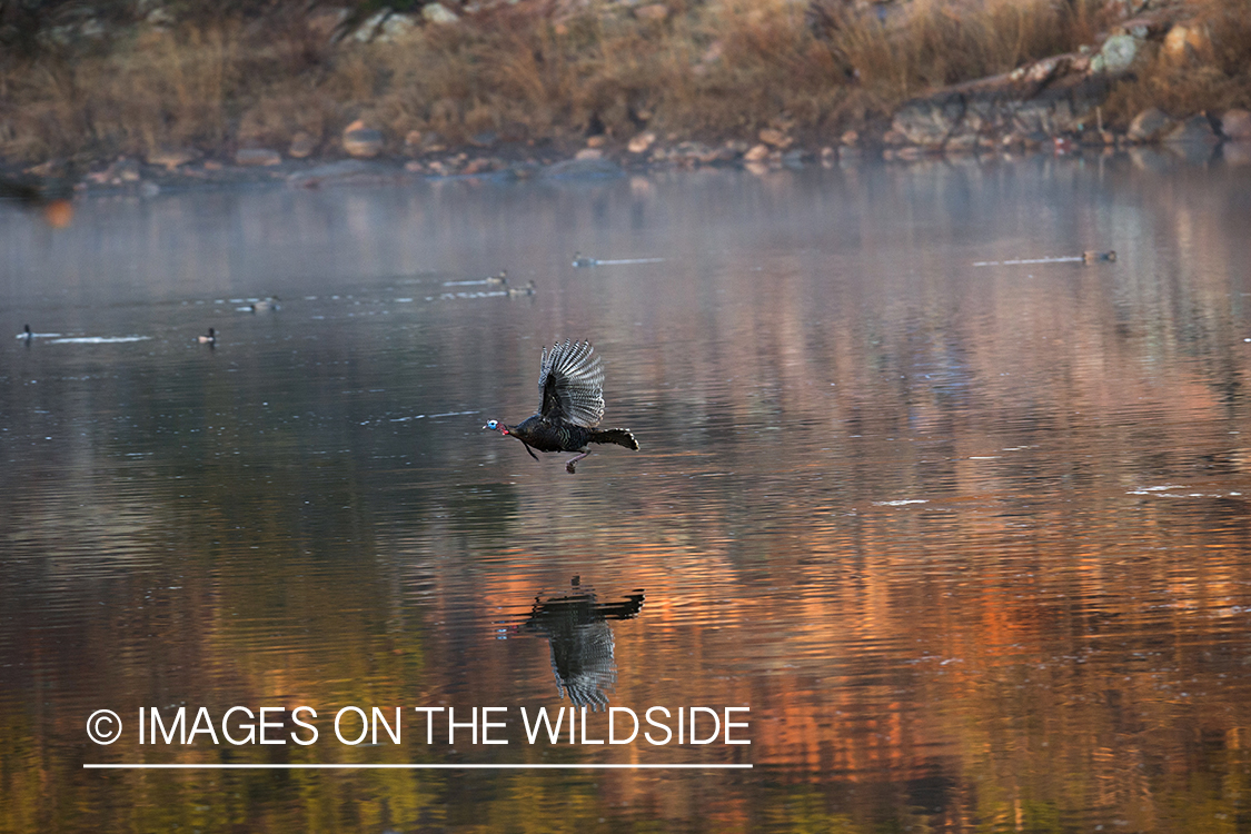 Rio Grande Turkeys flying.