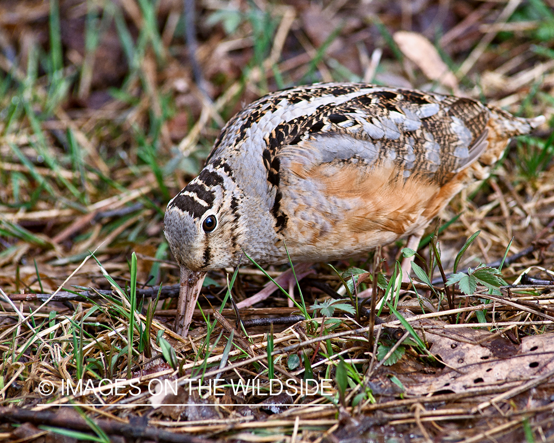 Woodcock probing for earthworms underground.