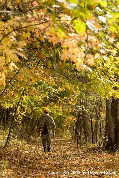 Flyfisherman  walking through fall colored woods on way to river.