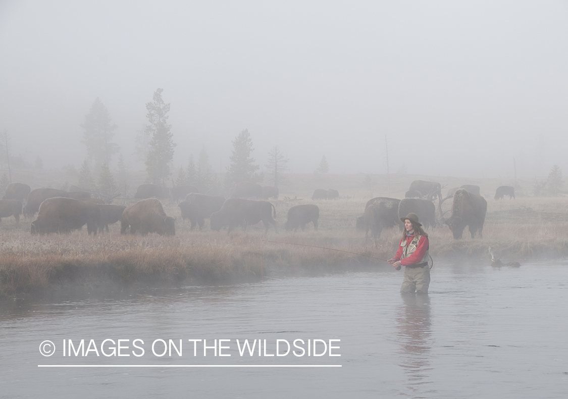 Woman flyfishing with bison in background.