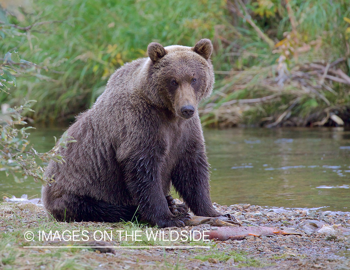 Brown Bear in habitat.