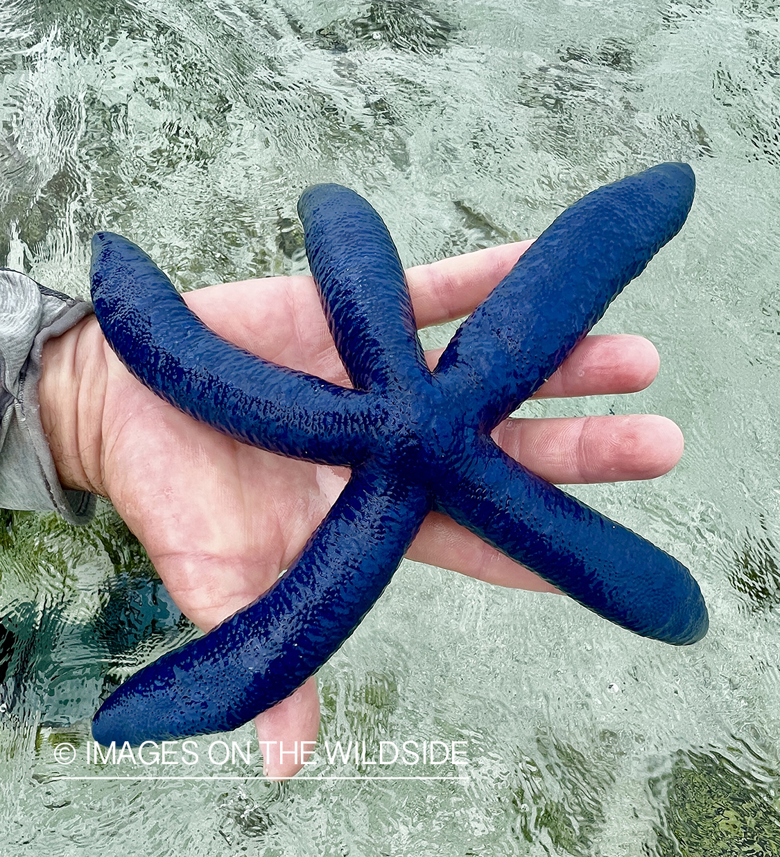 Blue starfish