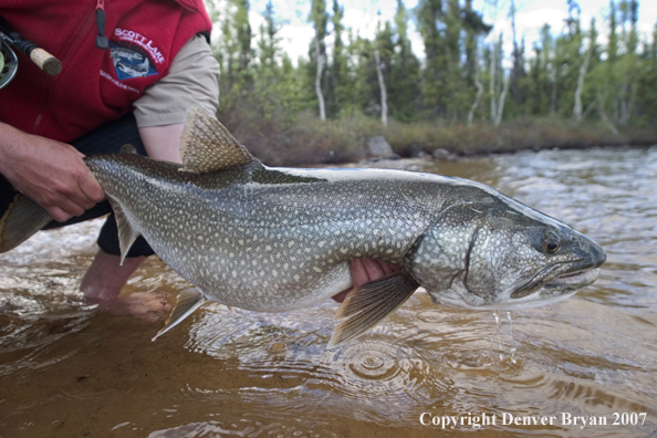 Flyfisherman with lake trout (close up of trout).