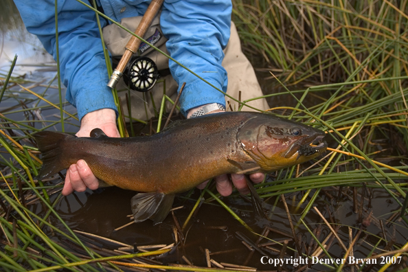 Flyfisherman holding brown trout.