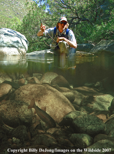 Flyfisherman stalking trout on small stream                              