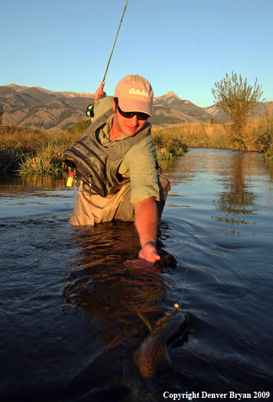 Flyfisherman landing Brown Trout