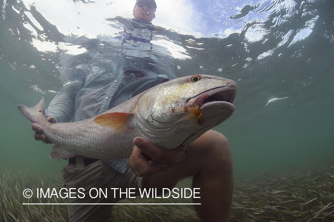 Flyfisherman releasing redfish.