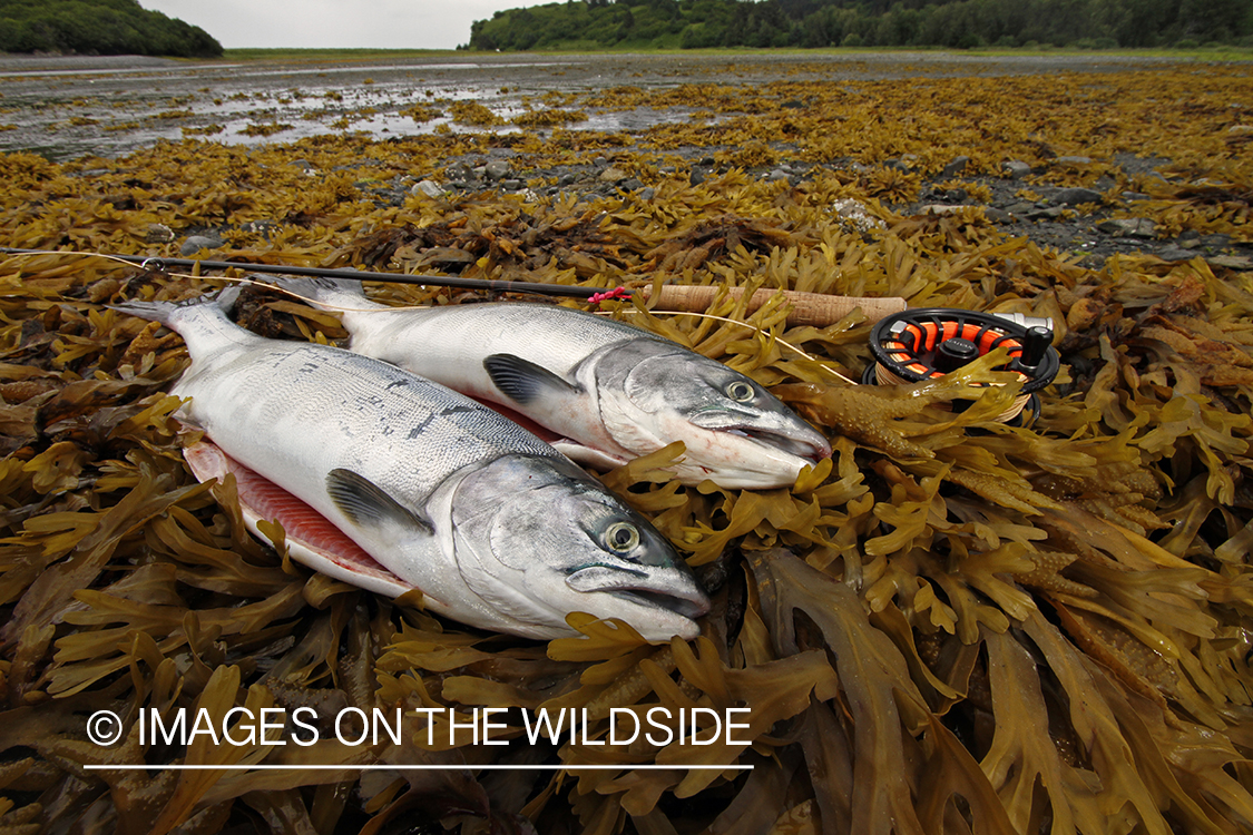 Harvested sockeye salmon on kelp beach.