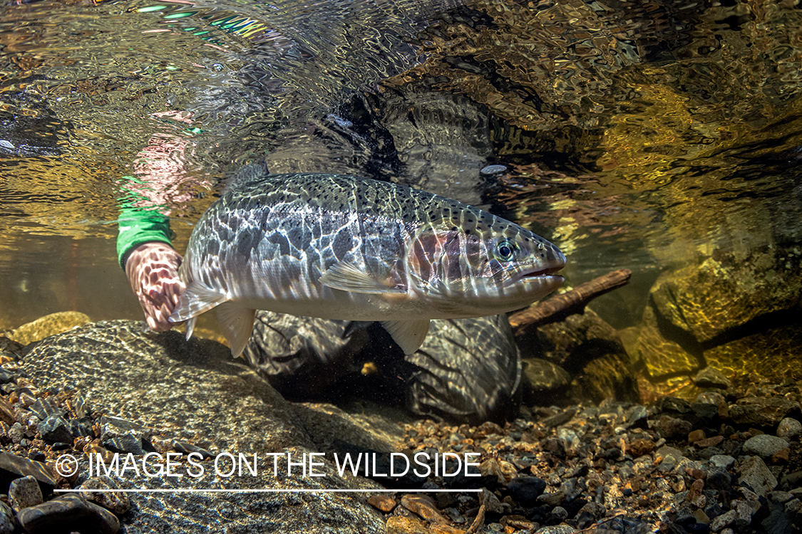 Flyfisherman releasing steelhead.