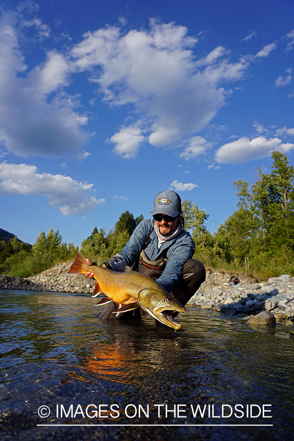 Flyfisherman releasing bull trout.