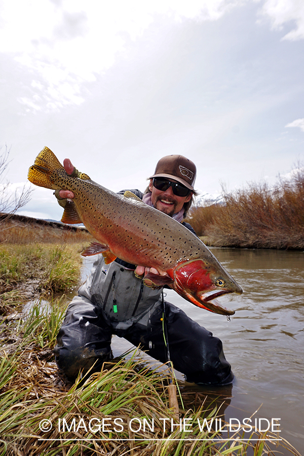 Flyfisherman releasing Cutthroat Trout.