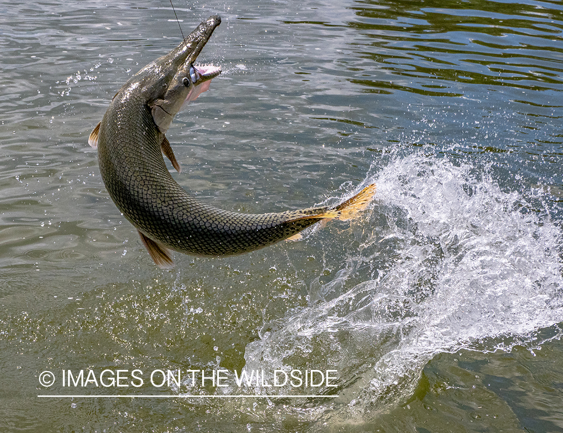 Alligator gar jumping.