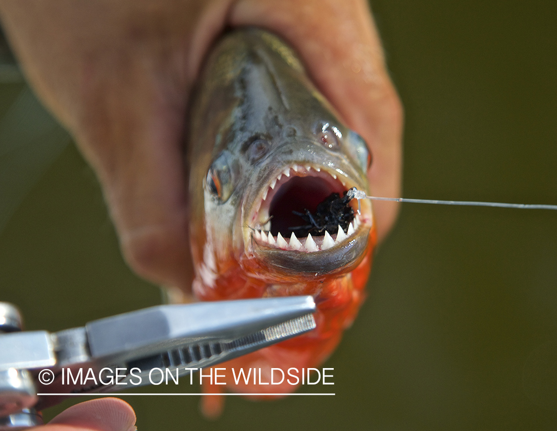 Flyfisherman with piranha on Amazon River in Venezuela.