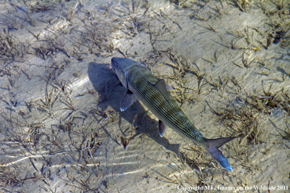 Bonefish in habitat. 