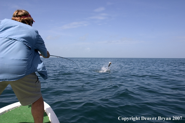 Flyfisherman with fighting/jumping tarpon 