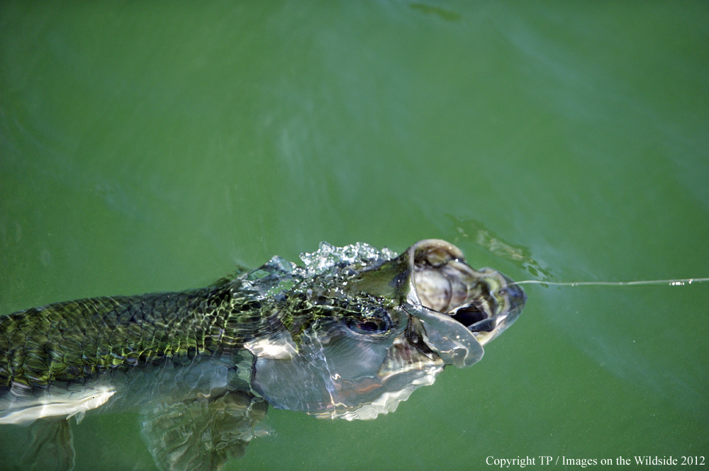 Hooked Tarpon. 