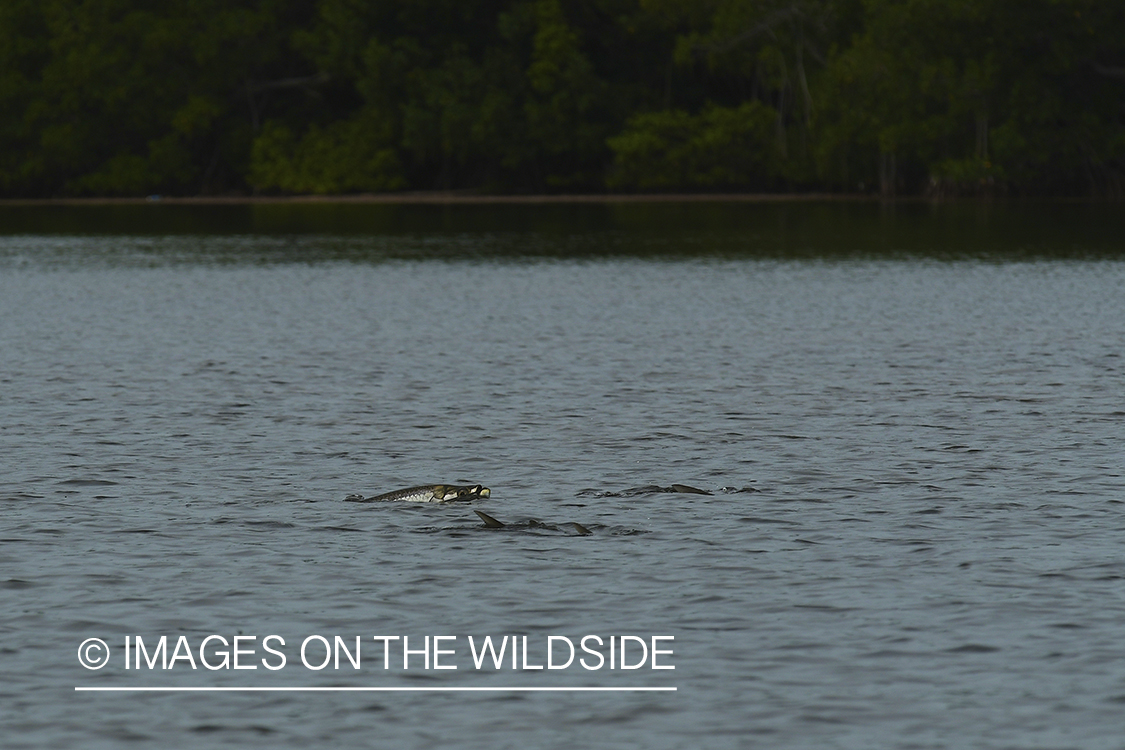 Tarpon rolling in Florida Keys.