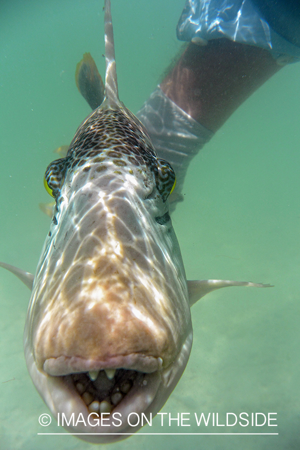 Saltwater flyfisherman releasing triggerfish, Christmas Island.