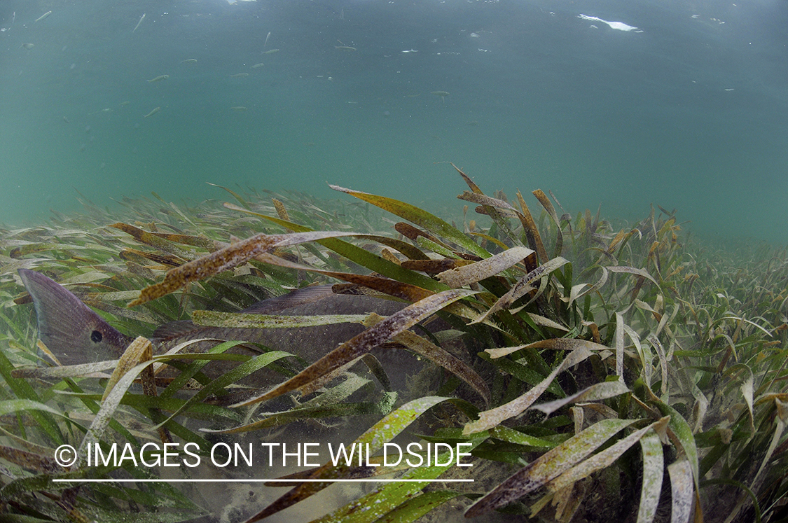 Redfish in habitat.