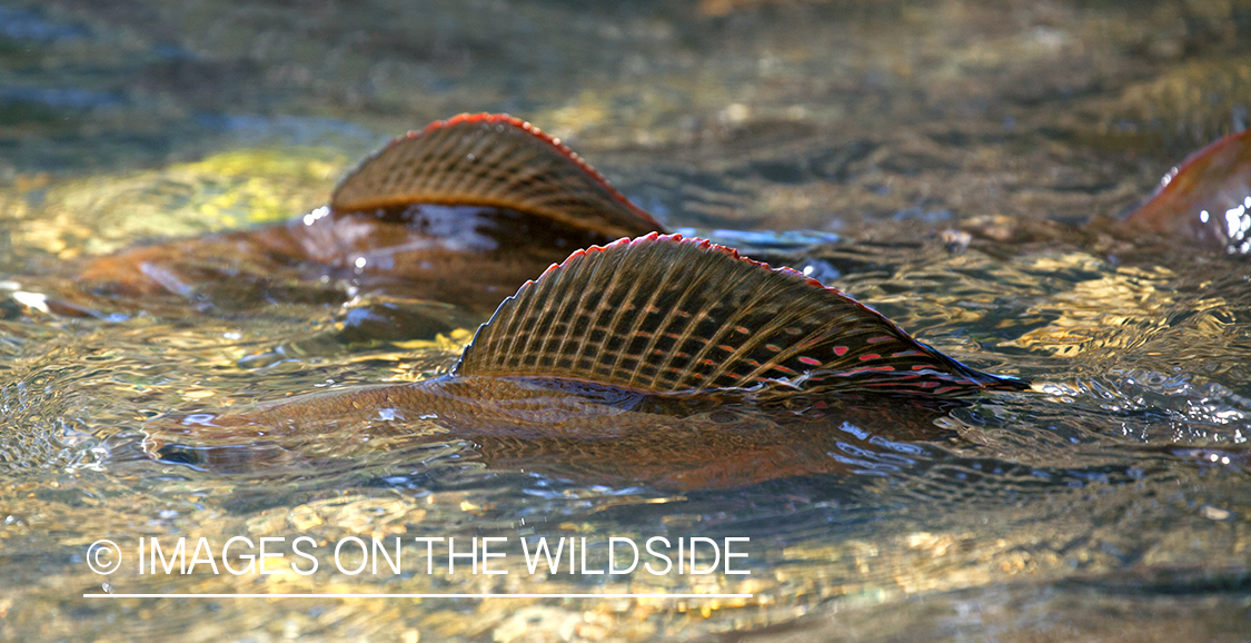 Spawning Grayling. 