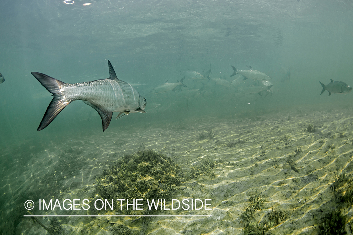 Tarpon underwater.