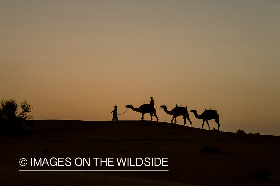 Leading string of camels over sand dunes.