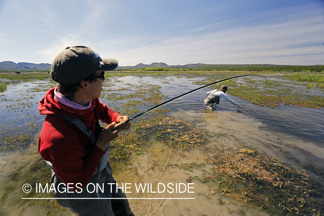 Flyfisherman fighting with trout.