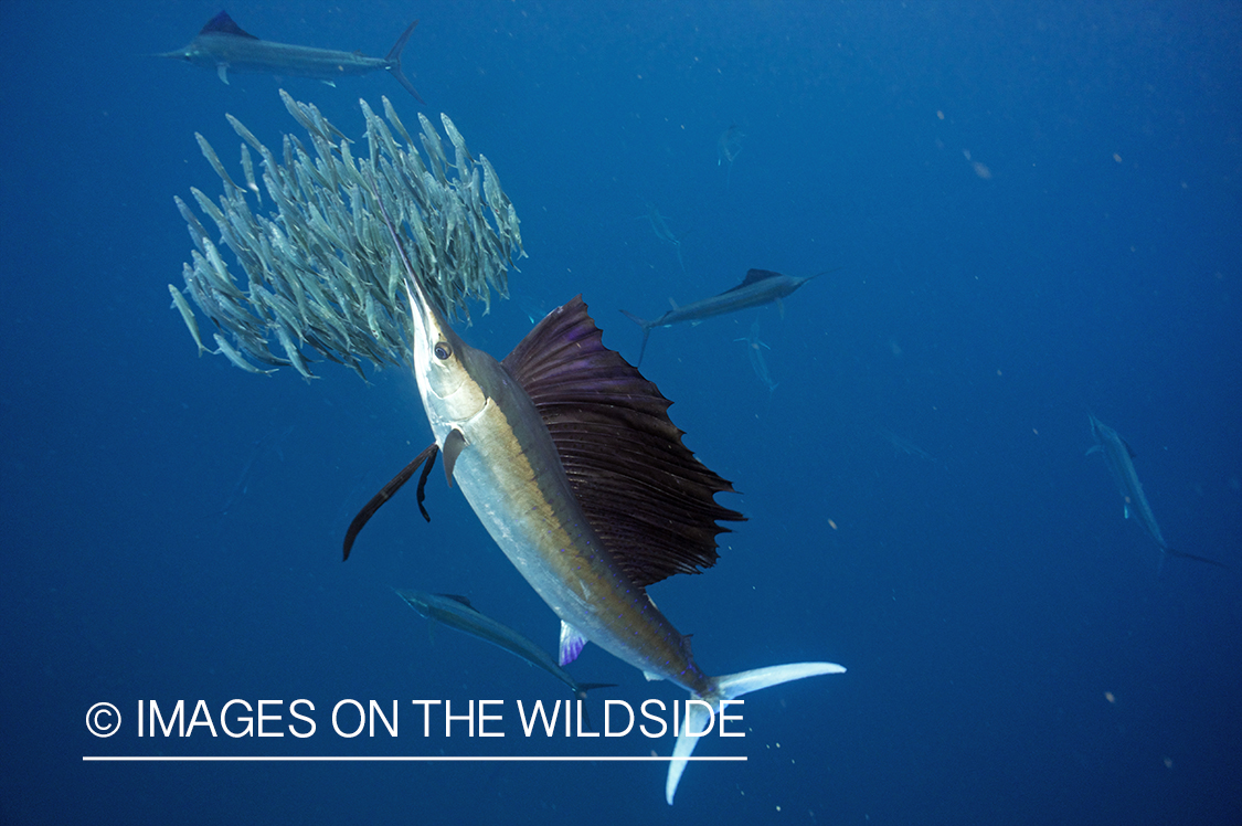 Sailfish attacking school, (bait ball), of bait fish. 