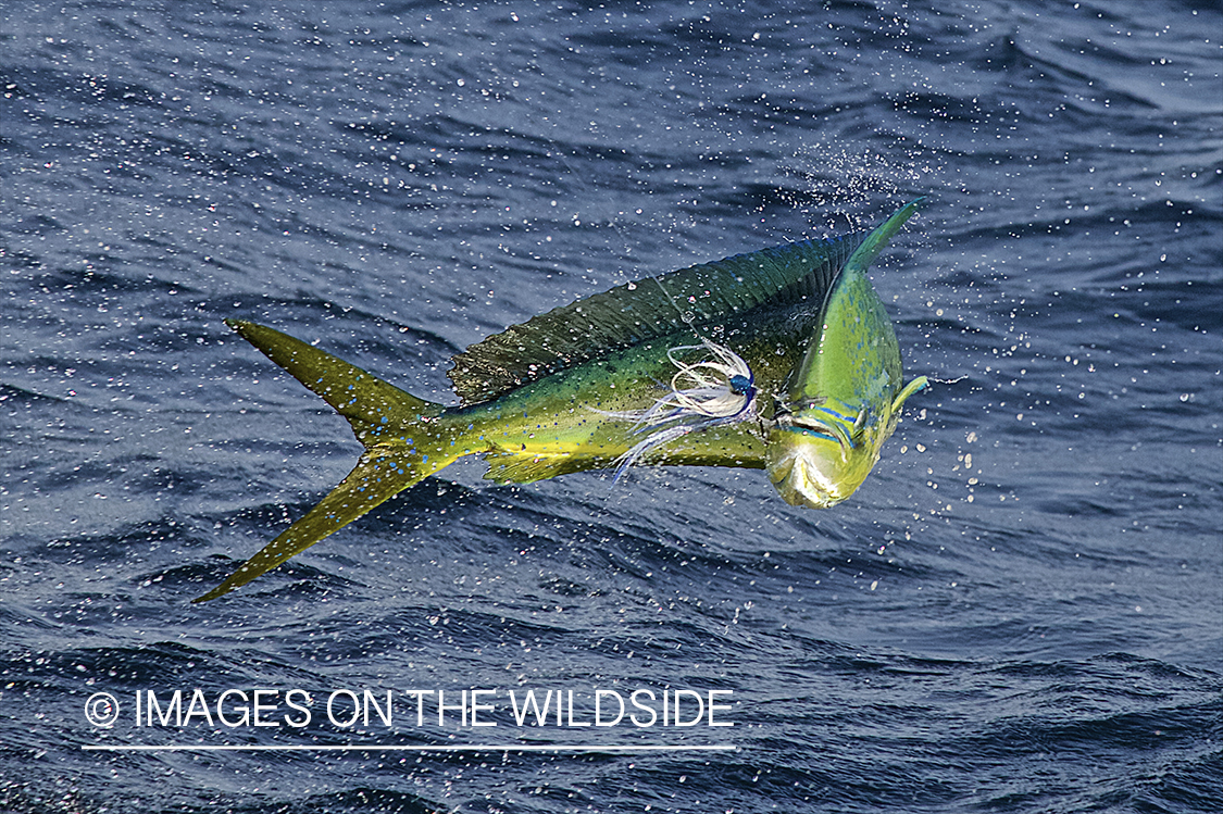 Deep sea fishing with dorado on line.